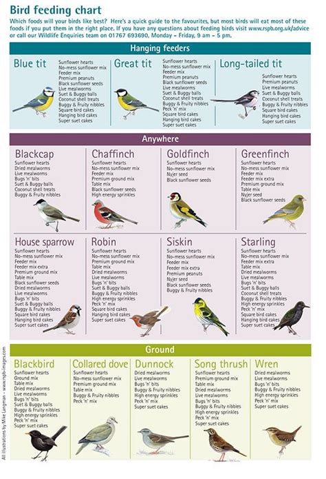 The majority of birds build some type of nest in order to lay their eggs and rear their young chicks. Which bird food? | Backyard birds sanctuary, Wild bird ...