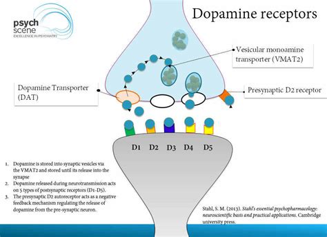 Dopamine D Receptor Pksubra