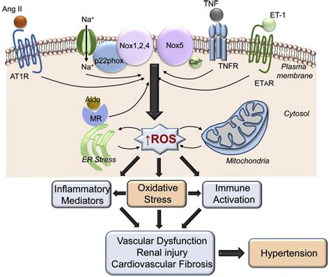 Oxidative Stress A Unifying Paradigm In Hypertension Canadian