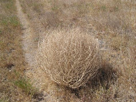 spin class why tumbleweeds are on a roll in west texas