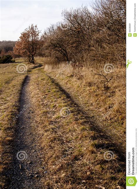 Away Along The Forest On The Fields Stock Image Image Of Destination