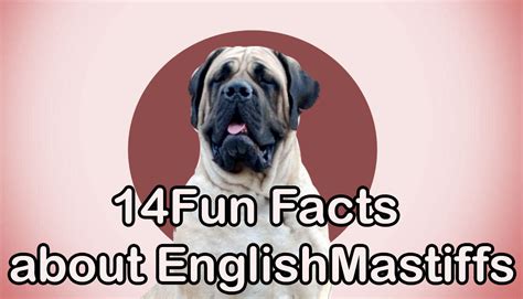 14 Interesting English Mastiff Facts That You May Not Know