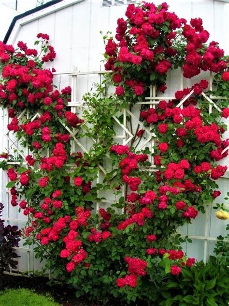 All Ablaze Red Climbing Rose Red Climbing Roses Rose Seeds Flower
