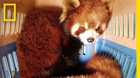 Watch The Bittersweet Rescue Of Red Pandas From Wildlife Smugglers