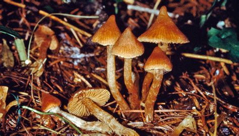 What Do Hallucinogenic Mushrooms Look Like All Mushroom Info