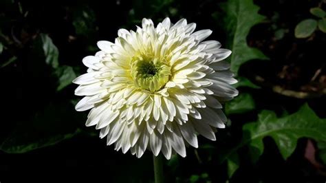 How To Grow Chrysanthemums In Pots Growing Chrysanthemums And Care