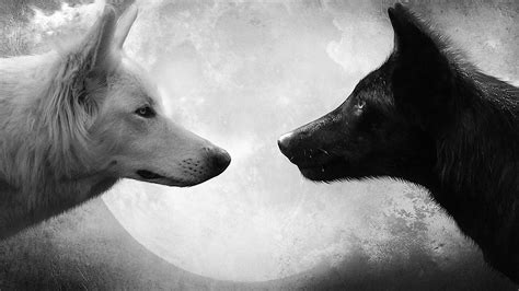 Two Black Wolves Together