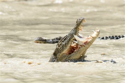 Image Of Saltwater Crocodile Eating A Fish Another Crocodile Swimming