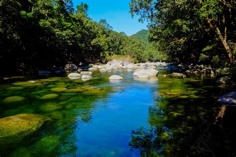 Top 4 Rainforest Walks Near Cairns That You Should Try Today