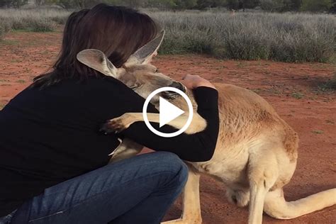 Cute Kangaroo Hugs Her Rescuer Science Ping