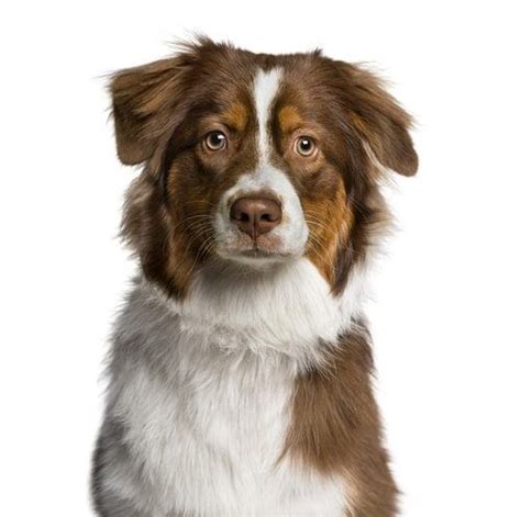 10 Things You Should Know Before Owning An Australian Shepherd