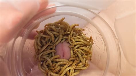 Mealworms Cock