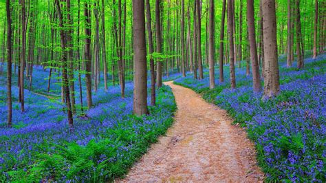 3840x2160 Belgium Forest Bluebells 4k Hd 4k Wallpapers Images