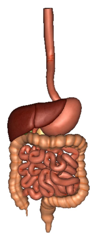 Digestive System Png Hd Transparent Digestive System Hdpng Images