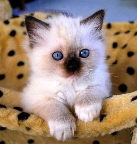 Wie der name vermuten lässt. Siam Katze Baby | # Cats Types