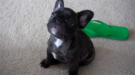 Among its physical characteristics, the small bat ears and the sweet in this video from animalwised, we detail everything you need to know before adopting a french bulldog. French Bulldog Puppy Otis - YouTube