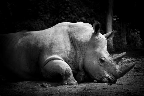Rhino In Black And White Free Stock Photo Public Domain Pictures