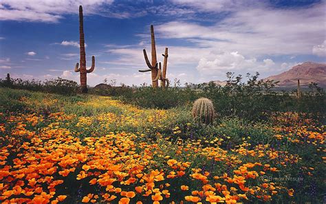 Desert Flowers Wallpapers Top Free Desert Flowers Backgrounds