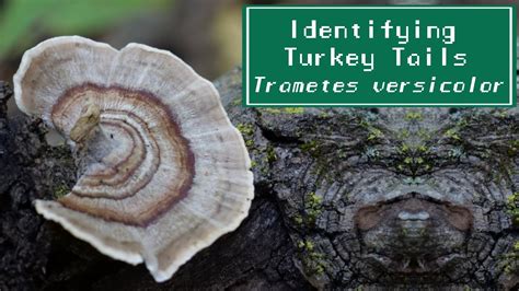identifying turkey tail mushrooms and two look alikes youtube