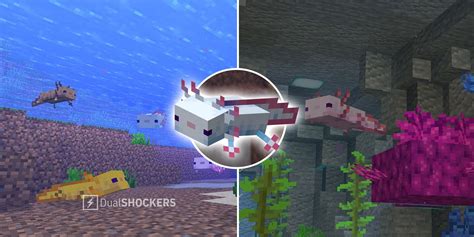 Minecraft Axolotl Locations And Farming Guide