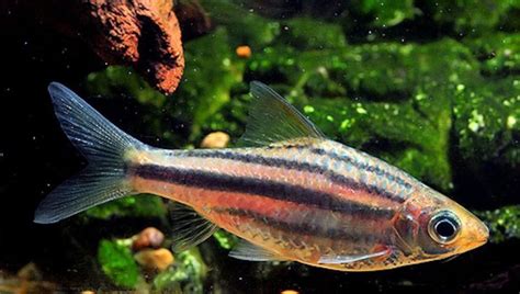 Barb Fish The Different Types Of Freshwater Barbs