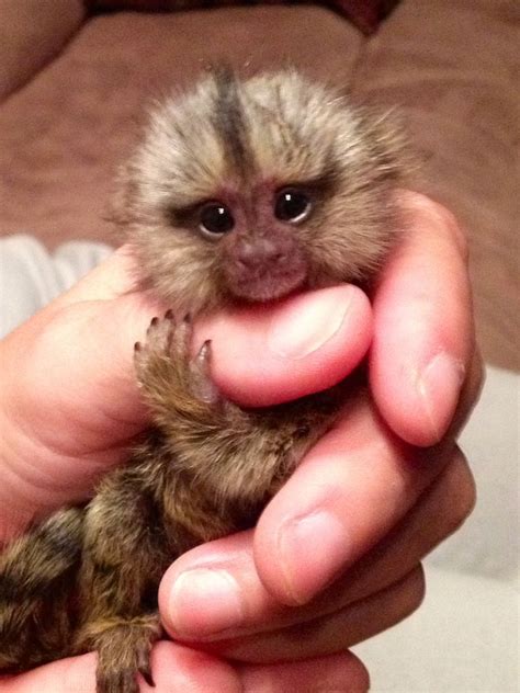 Baby Marmoset Monkey Pet Monkey Cute Monkey Cute Baby Monkey