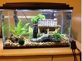 Pictures of What Fish Can I Put In A 10 Gallon Tank