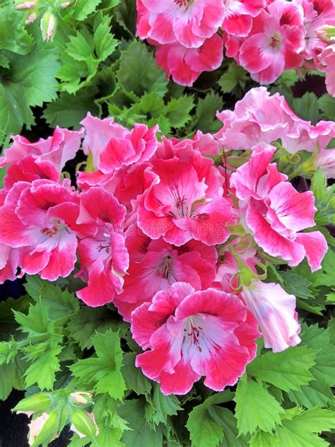 Wonderful Pink Pelargonium Geranium Flowers Stock Image Image Of