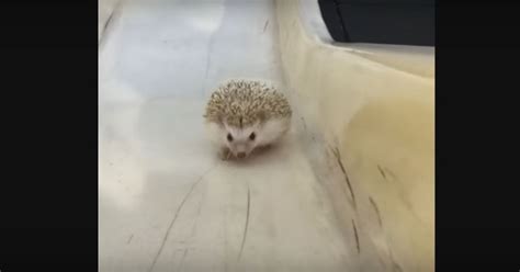 Ultra Cute Hedgehog Climbs Up The Slide Can She Make It