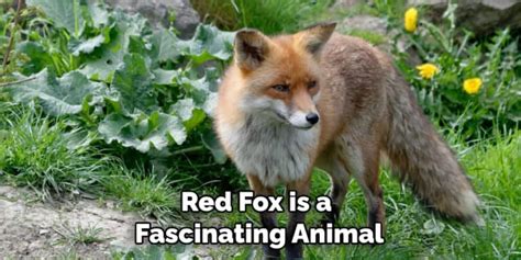 Red Fox Spiritual Meaning Symbolism And Totem Explained