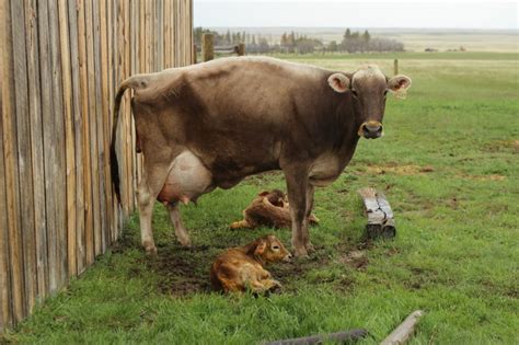 Signs Of Calving The Prairie Homestead