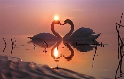 Gorgeous Swan Couple ~ One Of Very Few Animals Of All Kinds Who Are