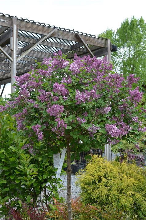 ‘palibin Lilac A Good Choice For Small Landscapes What Grows There