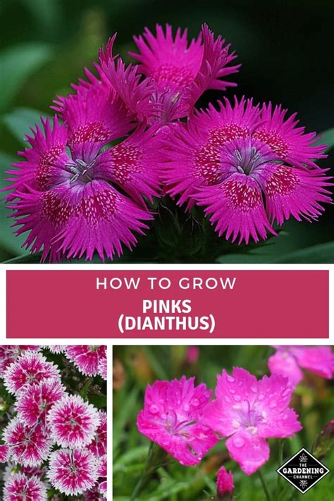 How To Grow Pinks Dianthus Gardening Channel