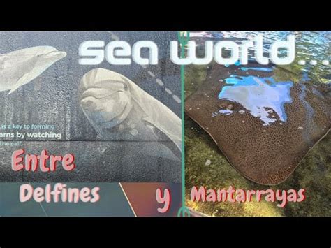 Sea World Entre Delfines Y Mantarrayas Parte Youtube