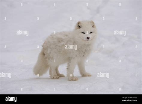 Arctic Fox Hunting Hi Res Stock Photography And Images Alamy