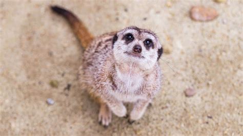 12 Of The Cutest Animals In The World According To The Internet