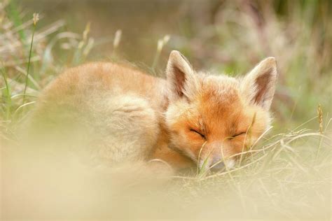 Sleeping Cutie Red Fox Kit Asleep Photograph By Roeselien Raimond