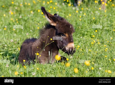 Donkey Foal Resting Equus Asinus Bavaria Germany Stock Photo Alamy