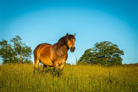 Horse Pasture Royalty Free Stock Photo