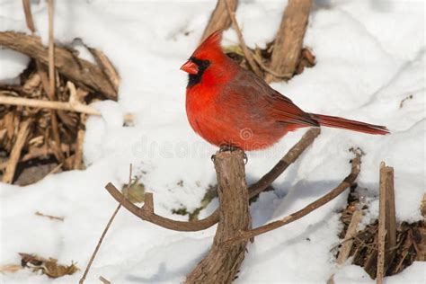 Northern Cardinal Cardinalis Cardinalis Stock Photo Image Of