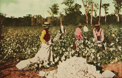 Black Americans Picking Cotton On A Plantation In The South Early 20th