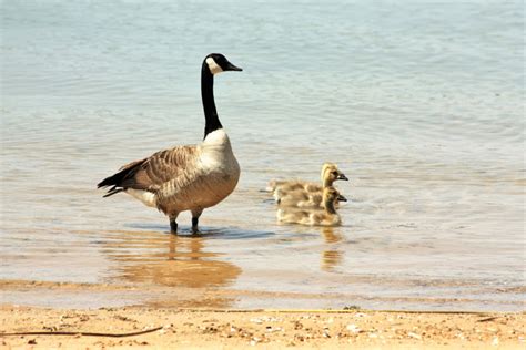 The Canada Goose Facts And Information Owlcation