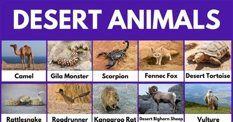 Desert Animals 51 Common Animals That Live In The Desert • 7esl