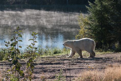 Polar Bear Habitat Northeastern Ontario Canada