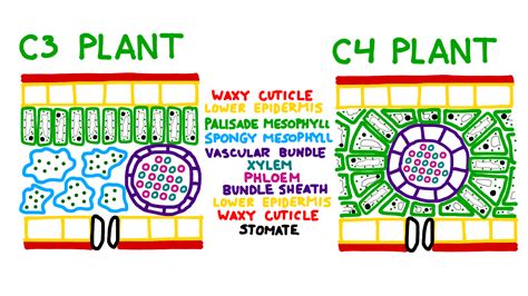 Difference Between C3 And C4 Plants Plants Bc