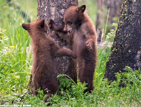 In Pics Cute Bear Cubs Play Hide And Seek 3 People S Daily Online