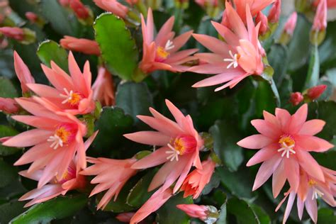 Rhipsalidopsis Gaertneri Aka Easter Cactus Color Peachy Helena