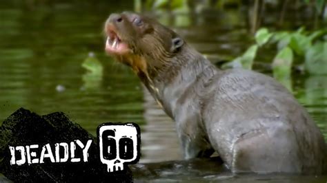 Rare Giant Otter Spotted Deadly 60 Bbc Earth Kids Youtube