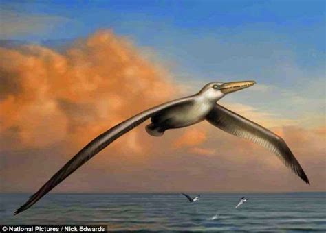 Arquivo Misterioso Cientista Descobre Fóssil De Maior Pássaro Do